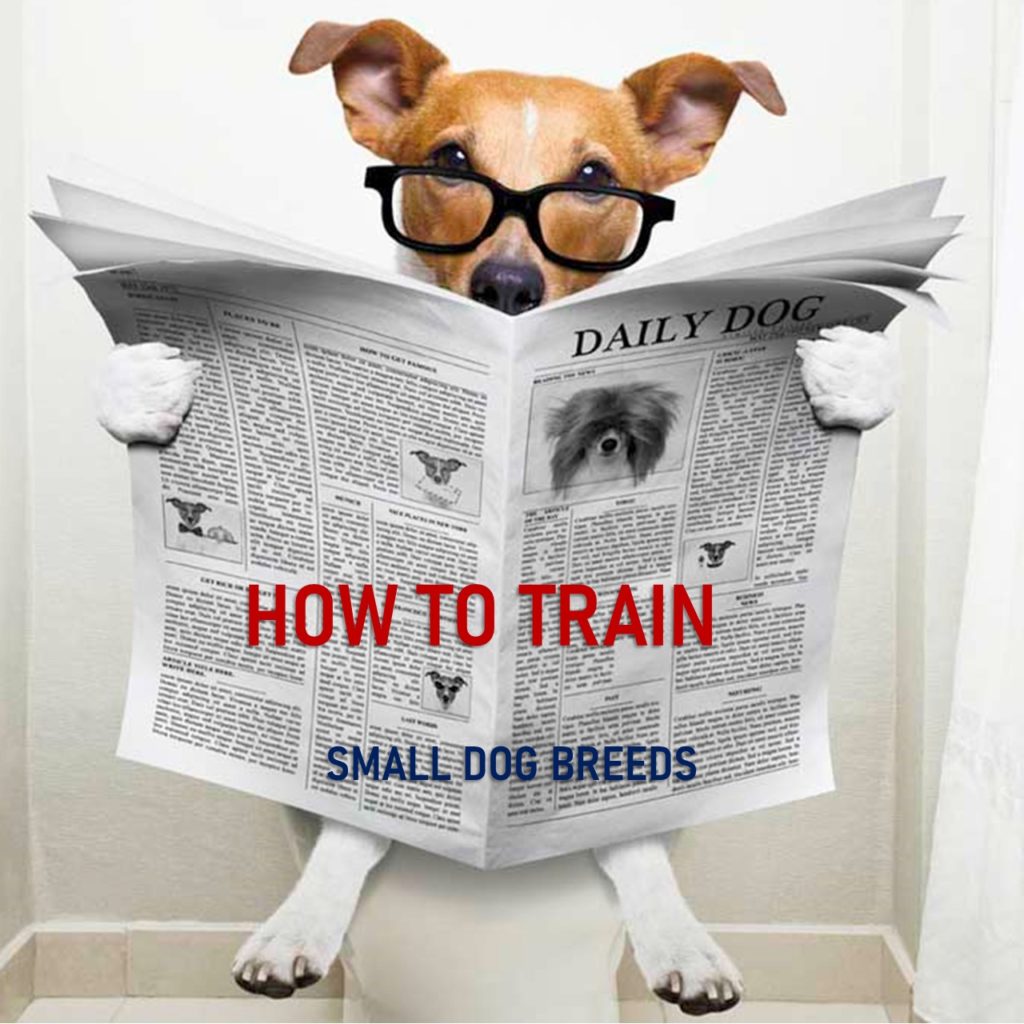 How to Train Small Dog Breeds