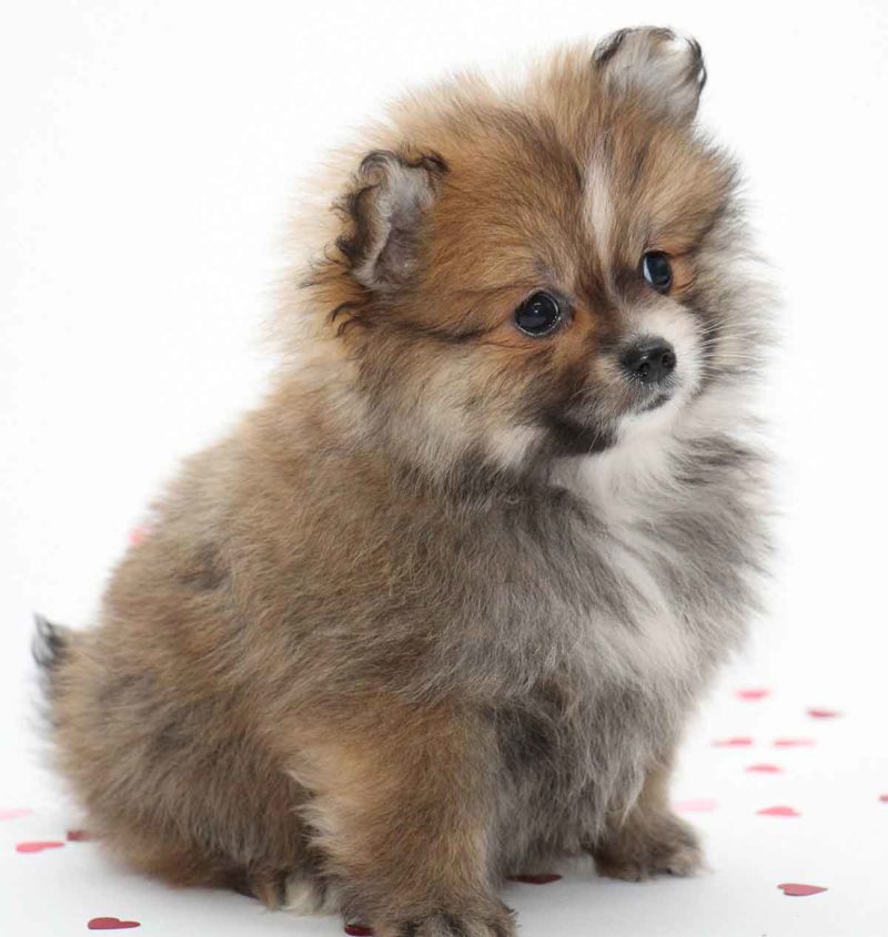 top 10 small dog breeds australia